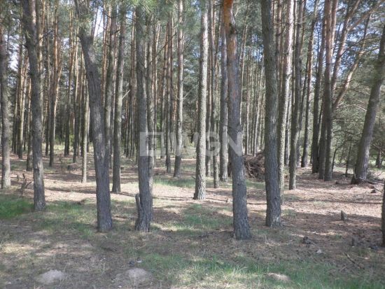Na sprzedaż grunt leśny Dębowa Góra